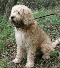 Оттерхаунд (выдровая гончая) фото 9