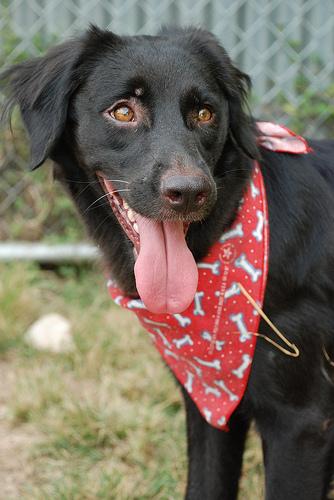 Прямошёрстный ретривер (Flat‑Coated Retriever) фото 8