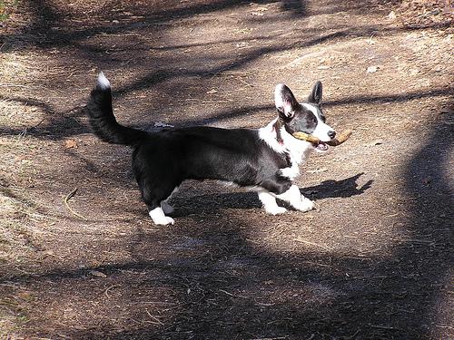Вельш‑корги кардиган фото 3