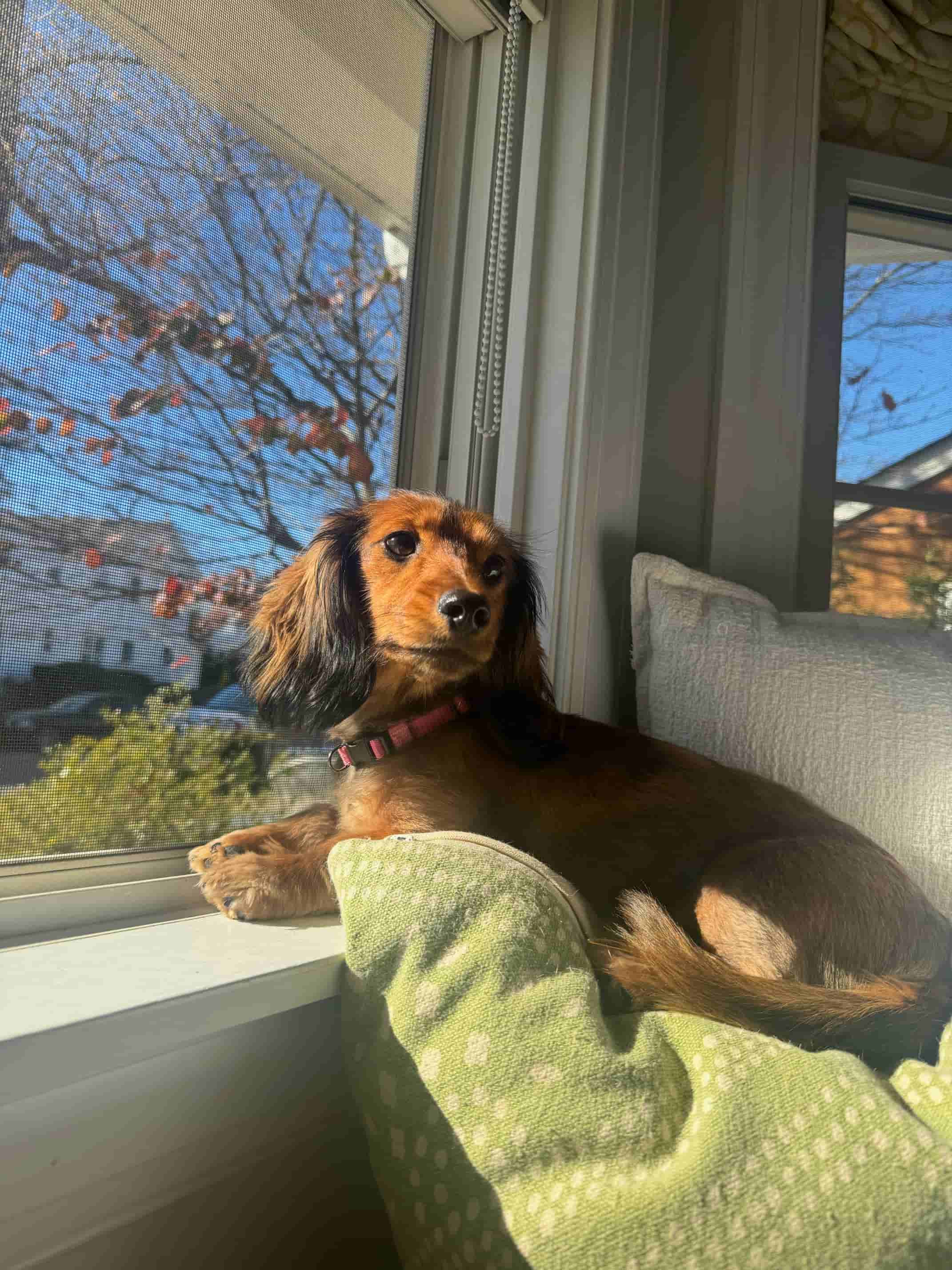 Такса фото 1