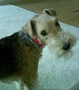 Лейкленд‑терьер фото 2