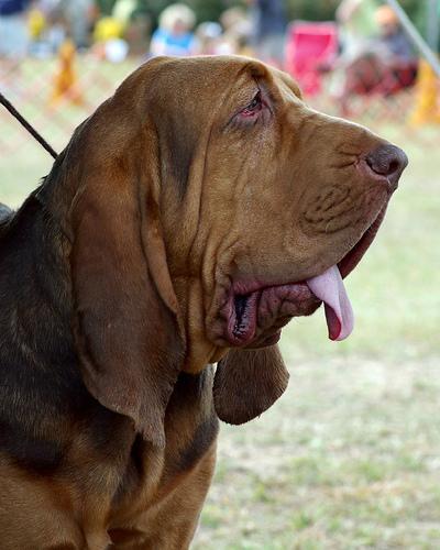 Кровяная гончая (бладхаунд) фото 2