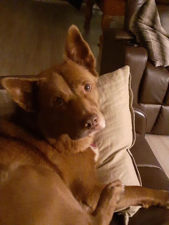 Австралийский келпи фото 8