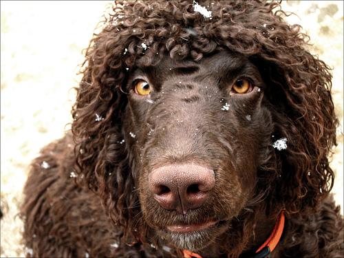 Ирландский спаниель (ирландский водяной спаниель) фото 9