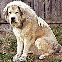 Тибетский мастиф фото 9