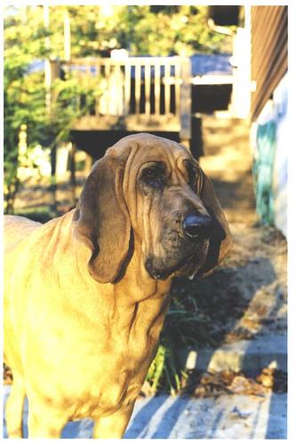 Кровяная гончая (бладхаунд) фото 11