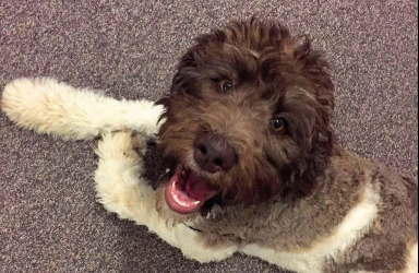 Лабрадудль (лабрадудель) фото 2