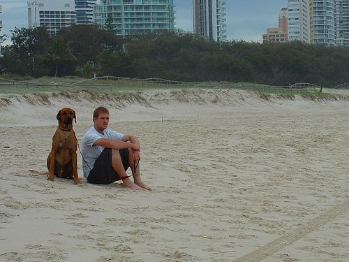 Родезийский риджбек фото 12