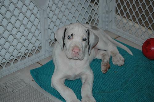 Немецкий дог (Great Dane) фото 9