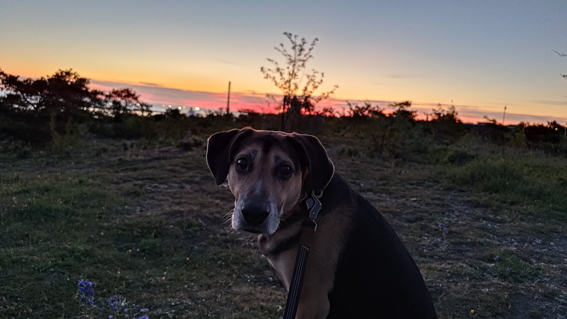 Метис (mix) фото 12