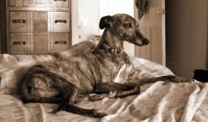 Уиппет (Whippet) фото 12