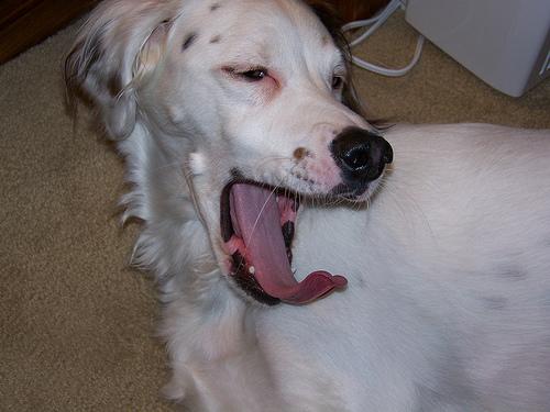 Английский сеттер фото 3