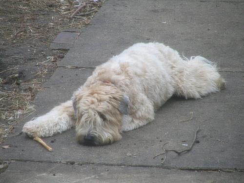 Ирландский пшеничный терьер (Wheaten Terrier) фото 4