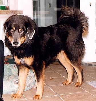 Тибетский мастиф фото 10