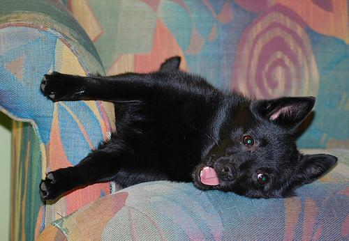 Шипперке (Schipperke) фото 11