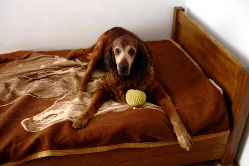 Ирландский сеттер фото 9