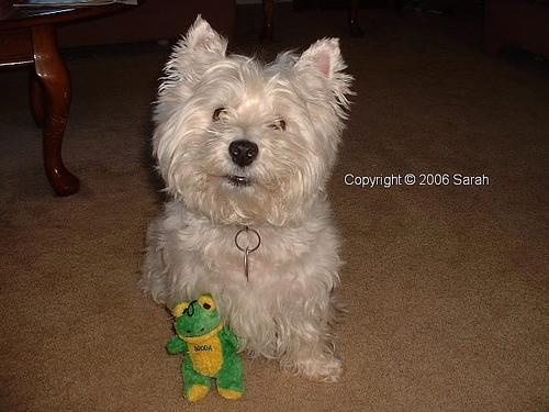 Вест‑хайленд‑уайт‑терьер фото 3