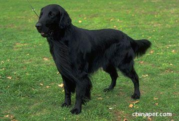 Ньюфаундленд фото 12