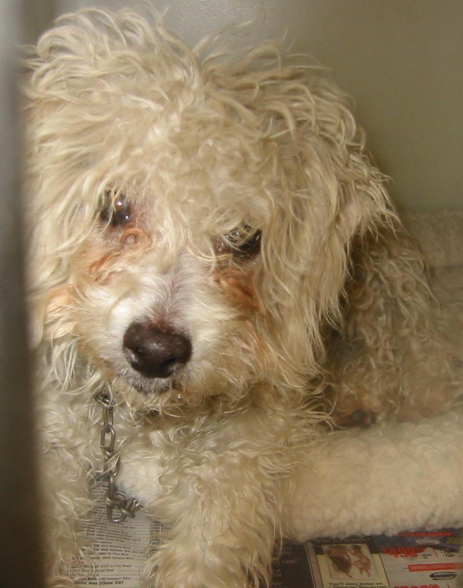 Миниатюрный пудель фото 3