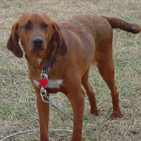Редбоун‑кунхаунд (Redbone Coonhound) фото 3