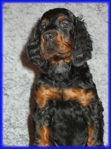 Шотландский сеттер (гордон-сеттер) — фото породы