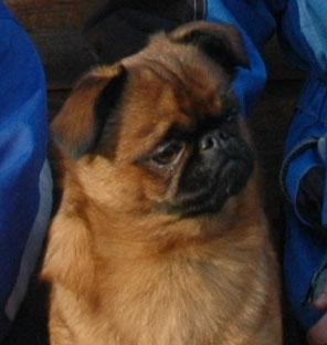 Брюссельский гриффон (брабансон) фото 11