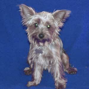 Йоркширский терьер фото 6