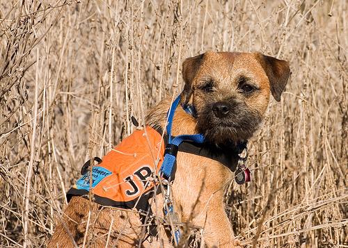 Бордер‑терьер фото 2