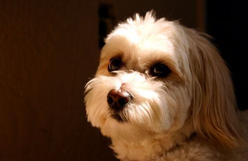 Лхаса апсо фото 4