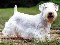 Силихем‑терьер фото 9