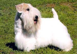 Силихем‑терьер фото 4