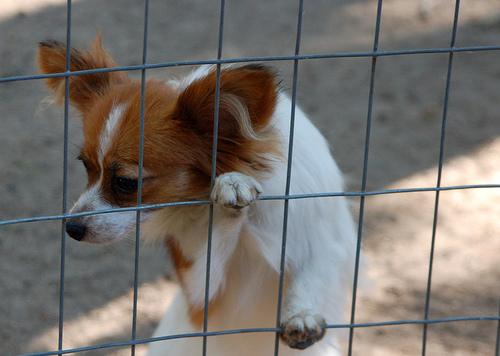 Папильон (континентальный той‑спаниель) фото 5