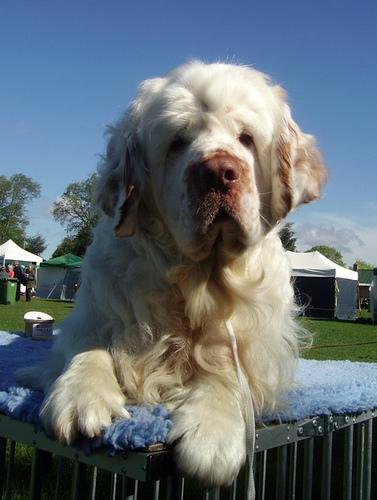 Кламбер‑спаниель фото 4