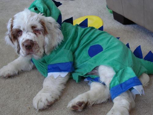 Кламбер‑спаниель фото 3