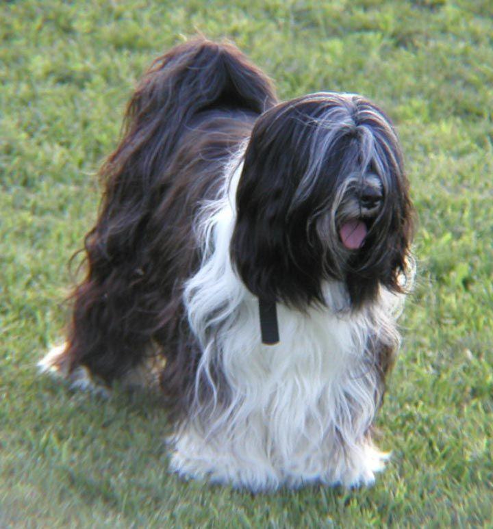 Тибетский терьер фото 3