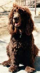 Ирландский спаниель (ирландский водяной спаниель) фото 10