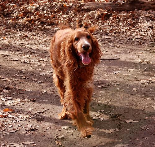 Ирландский сеттер фото 12