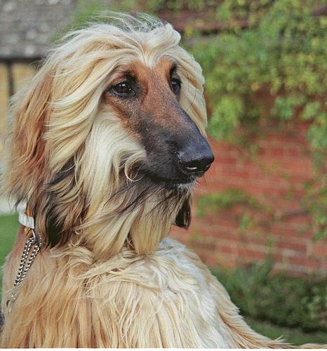 Афганская борзая (hound‑afghan) фото 4