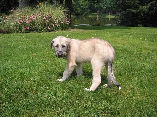 Ирландский волкодав фото 3