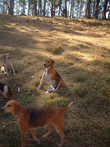 Английский фоксхаунд фото 2