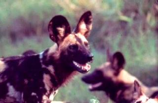 Африканский дикий пёс (африканская дикая собака, расписной волк) фото 8