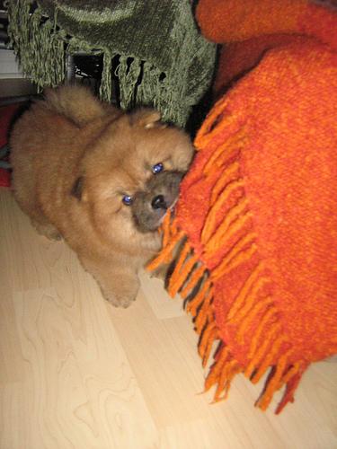 Чау‑чау фото 3