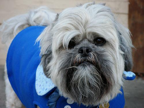 Лхаса апсо фото 11