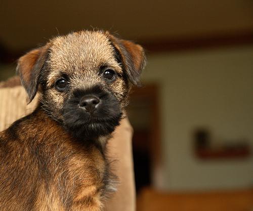 Бордер‑терьер фото 8