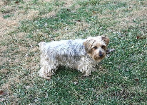 Шелти-терьер (шелковый терьер, австралийский шелковистый терьер) фото 10