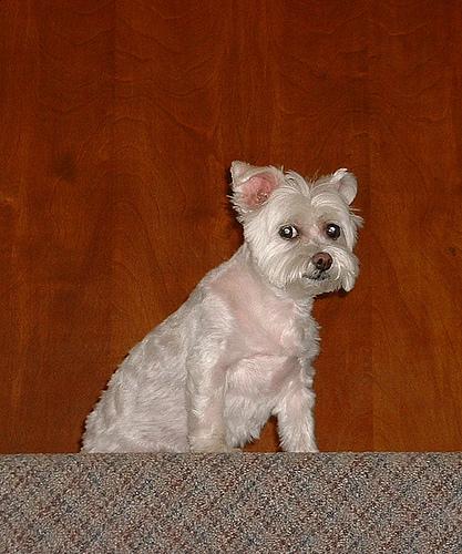 Мальтийская болонка (мальтезе) фото 3