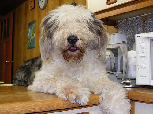 Английская овчарка (английская пастушья собака) фото 4