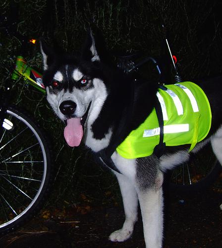 Сибирский хаски фото 4