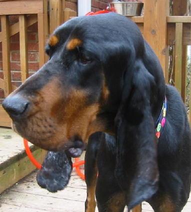 Енотовая гончая (кунхаунд) фото 10