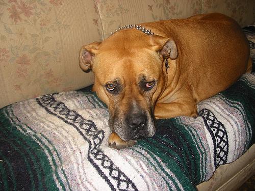 Бульмастиф фото 11